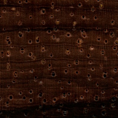 Brazilian Rosewood (endgrain 10x)