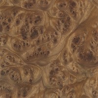 Carpathian Elm (burl) Carpathian Elm (burl)