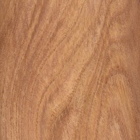 English Elm (sealed) English Elm (sealed)