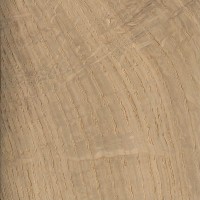 English Oak (Quercus robur) English Oak (Quercus robur)